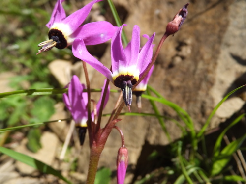 iNaturalist observation photo of Henderson's shooting star