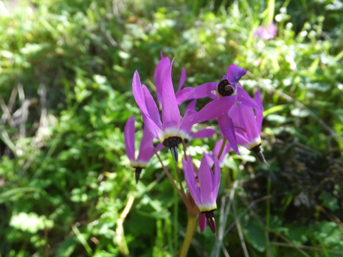 iNaturalist observation photo of Henderson's shooting star