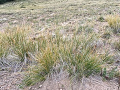 Carex elynoides