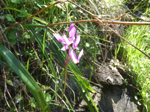 iNaturalist observation photo of Henderson's shooting star
