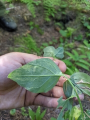 Mertensia paniculata