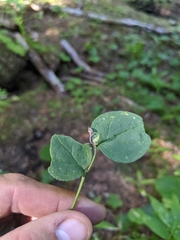 Mertensia paniculata