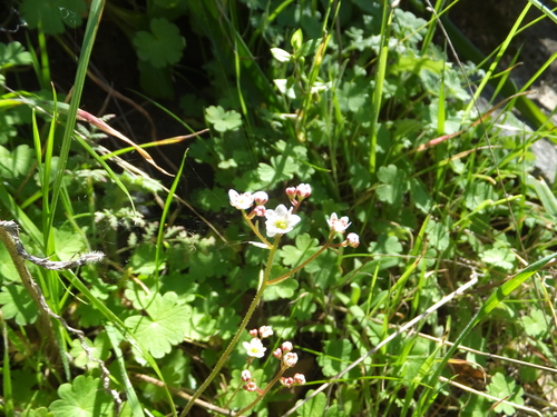 iNaturalist observation photo of California Saxifrage