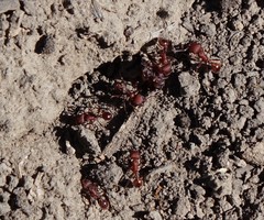 Pogonomyrmex occidentalis
