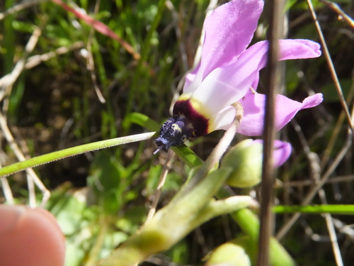iNaturalist observation photo of Padre's Shooting Star