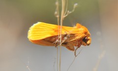 Eulithosia miaiphona