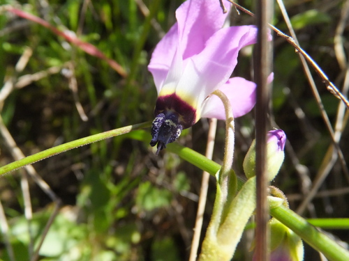 iNaturalist observation photo of Padre's Shooting Star