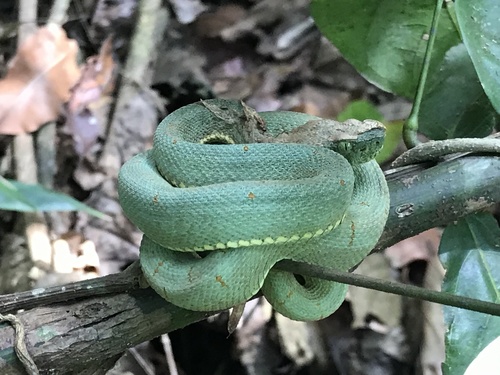 Photo of a Green Jararaca (Bothrops bilineatus)