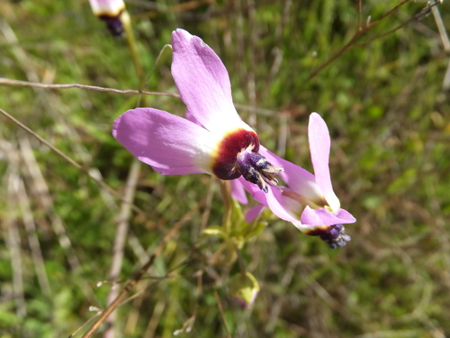 iNaturalist observation photo of Padre's Shooting Star