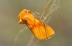 Eulithosia miaiphona