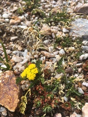 Cymopterus bakeri
