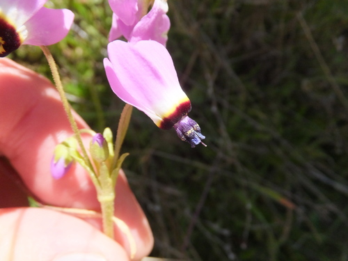 iNaturalist observation photo of Padre's Shooting Star