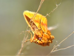 Eulithosia miaiphona