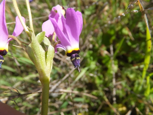 iNaturalist observation photo of Primula clevelandii patula