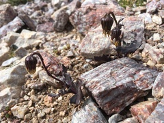 Senecio taraxacoides