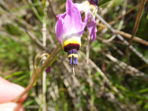 iNaturalist observation photo of Padre's Shooting Star