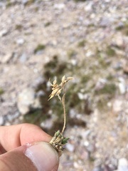 Draba heilii
