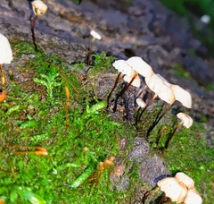 Marasmius delectans