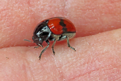 Urodera dilaticollis