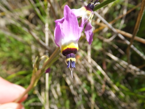 iNaturalist observation photo of Primula clevelandii patula