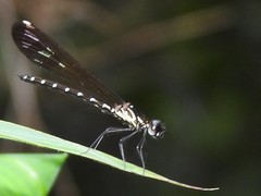 Heliocypha perforata