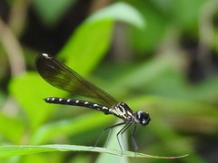 Heliocypha perforata