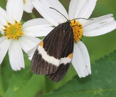 Pidorus albifascia