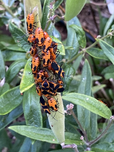 Photo of Large Milkweed Bug (Oncopeltus fasciatus)