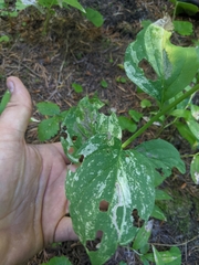 Mertensia paniculata