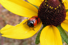 Urodera dilaticollis