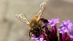 Apis mellifera