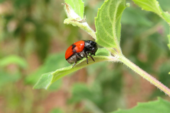 Urodera dilaticollis