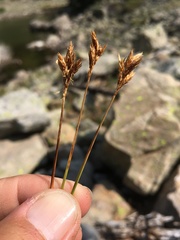 Carex ebenea