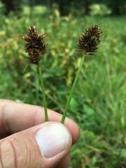 Carex ebenea