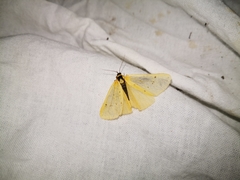 Setina irrorella