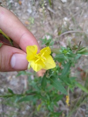 Oenothera clelandii