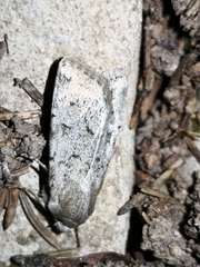 Epipsilia grisescens