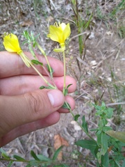 Oenothera clelandii