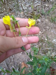 Oenothera clelandii