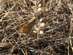 Hesperia leonardus pawnee