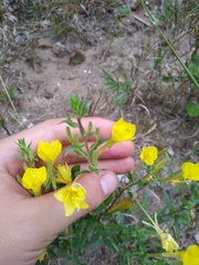 Oenothera clelandii