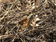 Hesperia leonardus pawnee