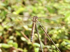 Libellula auripennis