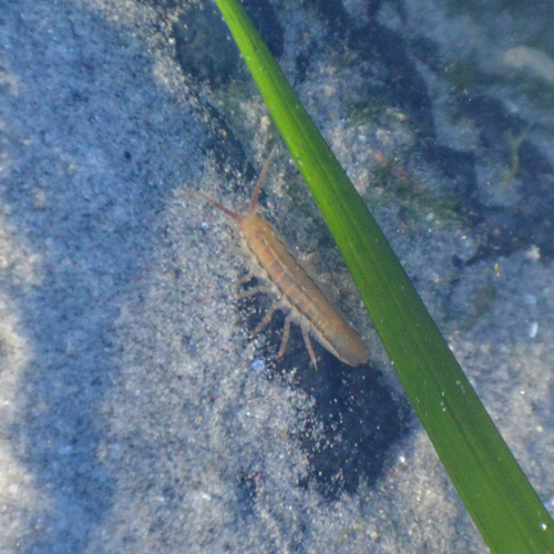 Baltic Isopod photo 3