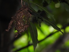 Calligaster himalayensis