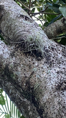 Tillandsia recurvata image