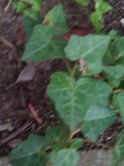 Hedera helix