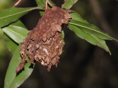 Calligaster himalayensis