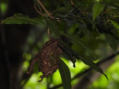 Calligaster himalayensis