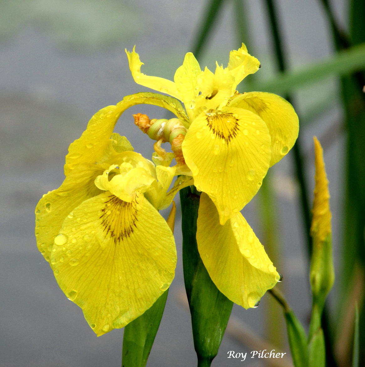 iris japonés amarillo